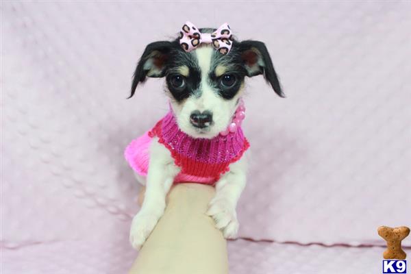 lvpuppyheaven Picture 2